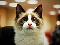 『村长手记』商务部让发改委坐蜡了