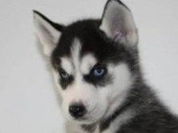 哔了狗，什么车一边投诉多一边故障率最低？｜聚扯