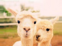 原创丨油箱盖打不开是啥情况？